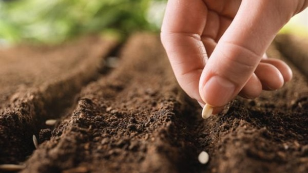 أفضل شركات الزراعة في مصر