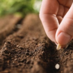 أفضل شركات الزراعة في مصر