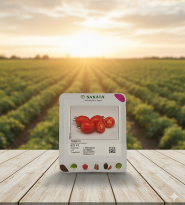 طماطم SAKATA – 023 F1