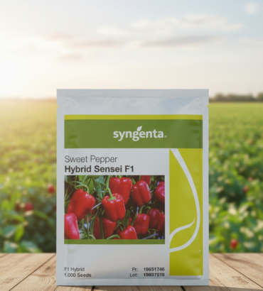 فلفل حلو – Syngenta – Hybrid Sensei F1
