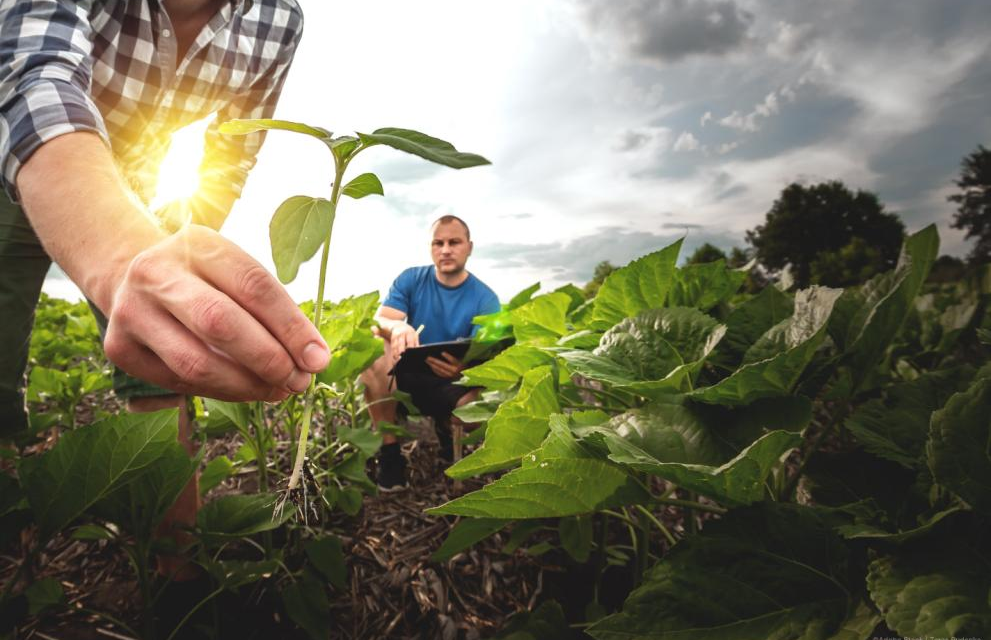 شركات استشارات زراعية
