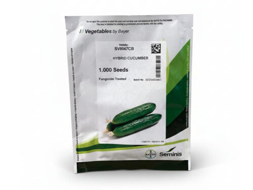 بذور خيار Moonluks F1 سينجنتا (Syngenta) | عبوة 1000 بذرة